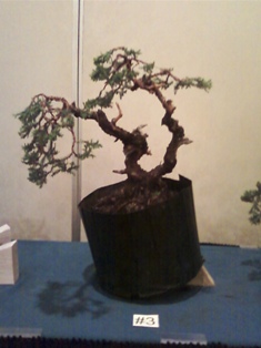 J Roth bonsai GSBS member collection 2010